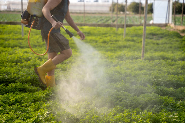 Best Wasp Removal Services  in Windsor, CA