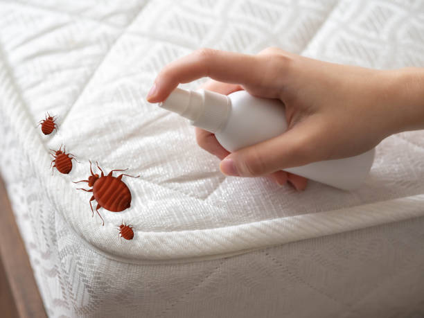 Best Insect Control  in Windsor, CA